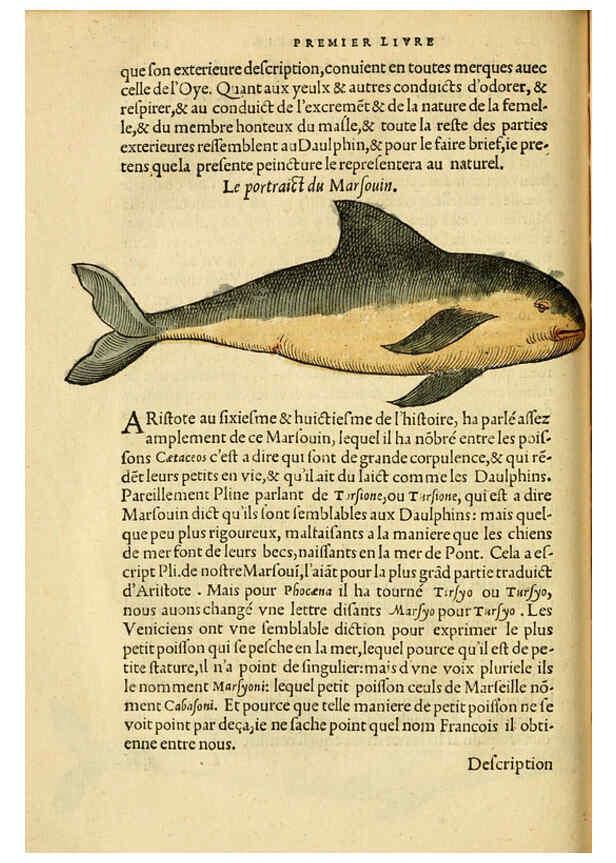 Reproducción/Reproduction 5998392001: L'histoire naturelle des estranges poissons marins A Paris :De l'imprimerie de Regnaud Chaudiere,1551