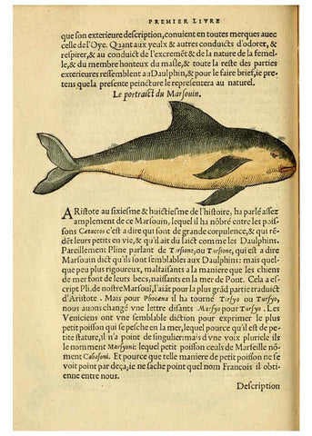 Reproducción/Reproduction 5998392001: L'histoire naturelle des estranges poissons marins A Paris :De l'imprimerie de Regnaud Chaudiere,1551