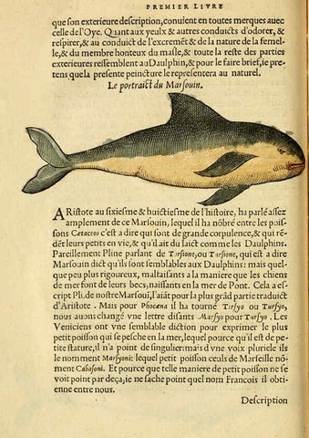 Reproducción/Reproduction 5998392001: L'histoire naturelle des estranges poissons marins A Paris :De l'imprimerie de Regnaud Chaudiere,1551
