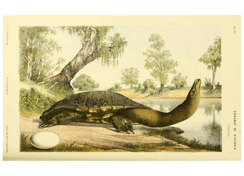Reproducción/Reproduction 5998290657: Natural history of Victoria. Dec. 6-10 Melbourne,J.Ferres, government printer;1885-90