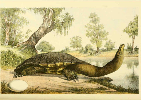 Reproducción/Reproduction 5998290657: Natural history of Victoria. Dec. 6-10 Melbourne,J.Ferres, government printer;1885-90