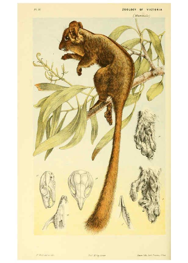 Reproducción/Reproduction 5998289625: Natural history of Victoria. Dec. 6-10 Melbourne,J.Ferres, government printer;1885-90