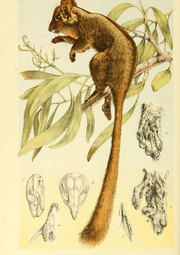 Reproducción/Reproduction 5998289625: Natural history of Victoria. Dec. 6-10 Melbourne,J.Ferres, government printer;1885-90