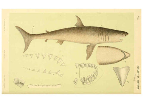 Reproducción/Reproduction 5998826542: Natural history of Victoria. Dec. 6-10 Melbourne,J.Ferres, government printer;1885-90