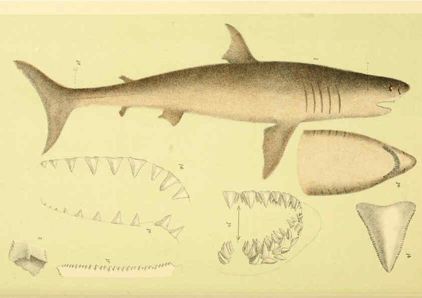 Reproducción/Reproduction 5998826542: Natural history of Victoria. Dec. 6-10 Melbourne,J.Ferres, government printer;1885-90