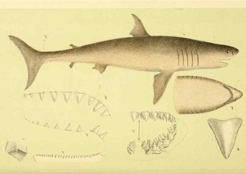 Reproducción/Reproduction 5998826542: Natural history of Victoria. Dec. 6-10 Melbourne,J.Ferres, government printer;1885-90