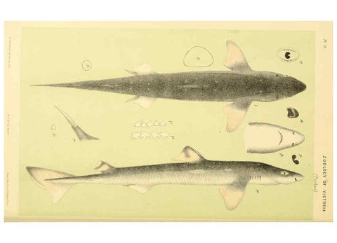 Reproducción/Reproduction 5998278513: Natural history of Victoria. Dec. 6-10 Melbourne,J.Ferres, government printer;1885-90