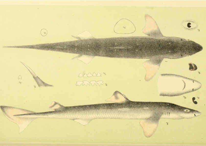 Reproducción/Reproduction 5998278513: Natural history of Victoria. Dec. 6-10 Melbourne,J.Ferres, government printer;1885-90