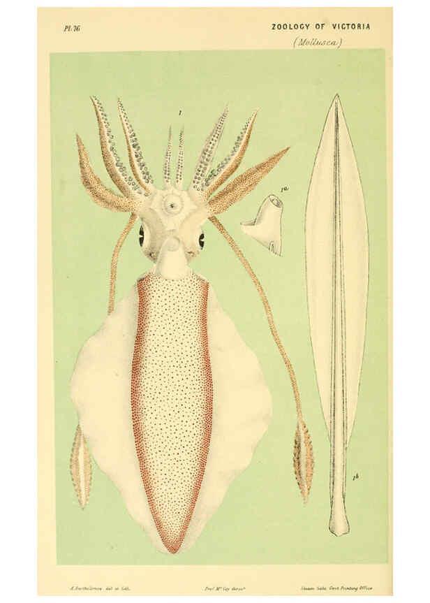 Reproducción/Reproduction 5998827518: Natural history of Victoria. Dec. 6-10 Melbourne,J.Ferres, government printer;1885-90