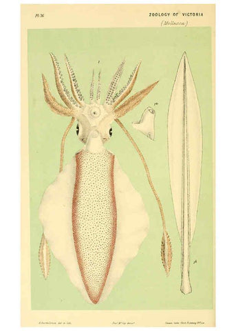 Reproducción/Reproduction 5998827518: Natural history of Victoria. Dec. 6-10 Melbourne,J.Ferres, government printer;1885-90