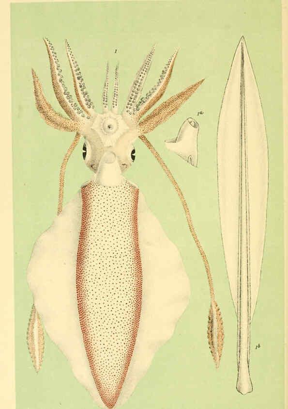 Reproducción/Reproduction 5998827518: Natural history of Victoria. Dec. 6-10 Melbourne,J.Ferres, government printer;1885-90