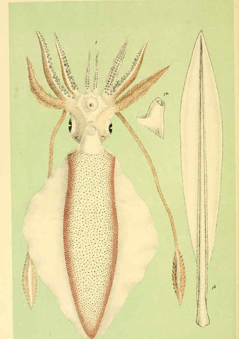 Reproducción/Reproduction 5998827518: Natural history of Victoria. Dec. 6-10 Melbourne,J.Ferres, government printer;1885-90