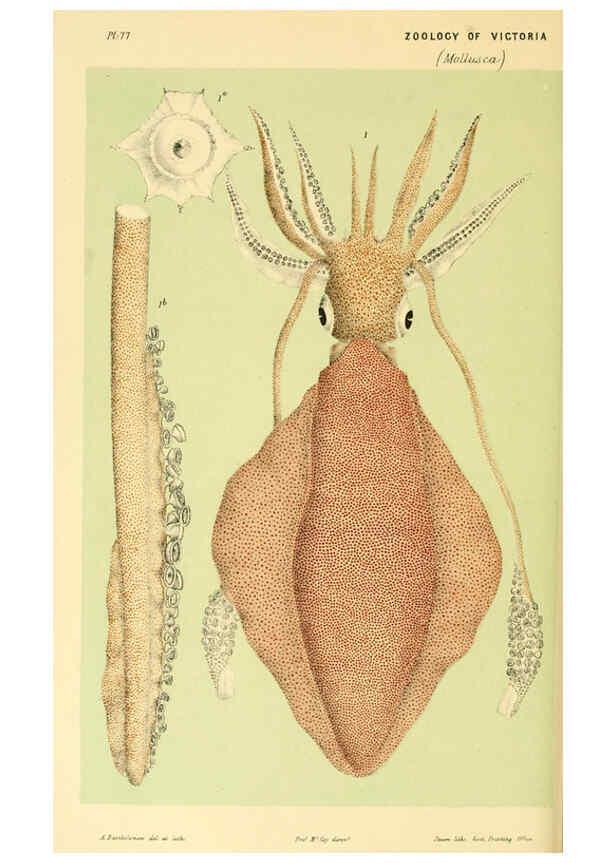 Reproducción/Reproduction 5998279679: Natural history of Victoria. Dec. 6-10 Melbourne,J.Ferres, government printer;1885-90