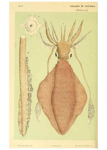 Reproducción/Reproduction 5998279679: Natural history of Victoria. Dec. 6-10 Melbourne,J.Ferres, government printer;1885-90