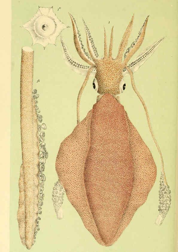 Reproducción/Reproduction 5998279679: Natural history of Victoria. Dec. 6-10 Melbourne,J.Ferres, government printer;1885-90