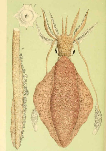 Reproducción/Reproduction 5998279679: Natural history of Victoria. Dec. 6-10 Melbourne,J.Ferres, government printer;1885-90