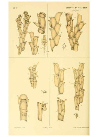 Reproducción/Reproduction 5998280431: Natural history of Victoria. Dec. 6-10 Melbourne,J.Ferres, government printer;1885-90