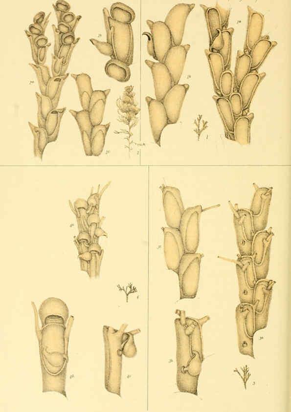 Reproducción/Reproduction 5998280431: Natural history of Victoria. Dec. 6-10 Melbourne,J.Ferres, government printer;1885-90