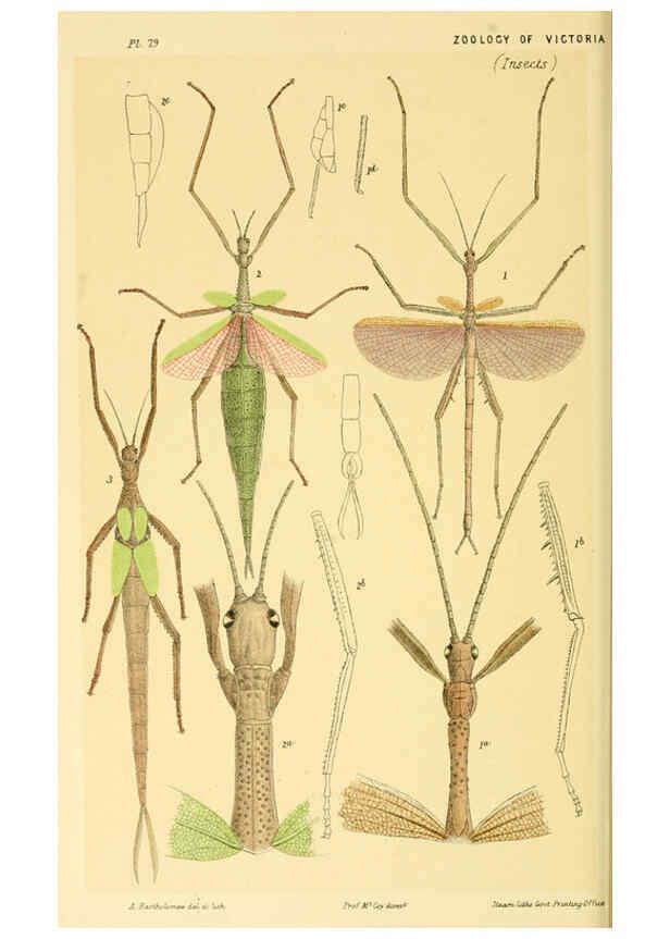 Reproducción/Reproduction 5998829322: Natural history of Victoria. Dec. 6-10 Melbourne,J.Ferres, government printer;1885-90