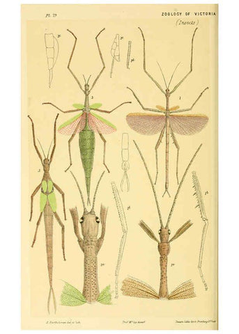 Reproducción/Reproduction 5998829322: Natural history of Victoria. Dec. 6-10 Melbourne,J.Ferres, government printer;1885-90