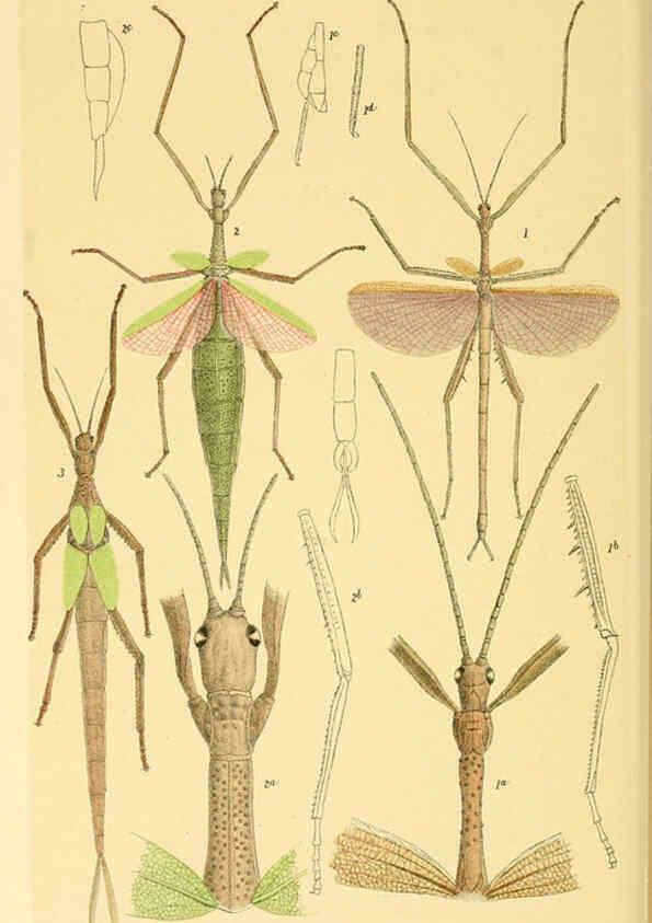 Reproducción/Reproduction 5998829322: Natural history of Victoria. Dec. 6-10 Melbourne,J.Ferres, government printer;1885-90