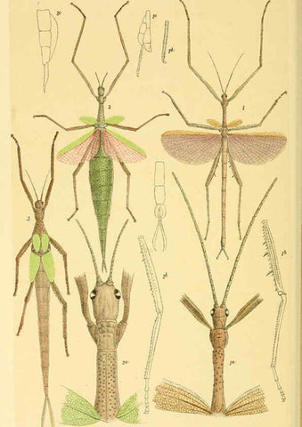 Reproducción/Reproduction 5998829322: Natural history of Victoria. Dec. 6-10 Melbourne,J.Ferres, government printer;1885-90