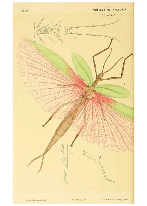 Reproducción/Reproduction 5998830110: Natural history of Victoria. Dec. 6-10 Melbourne,J.Ferres, government printer;1885-90