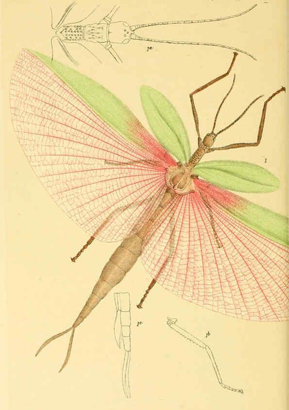 Reproducción/Reproduction 5998830110: Natural history of Victoria. Dec. 6-10 Melbourne,J.Ferres, government printer;1885-90
