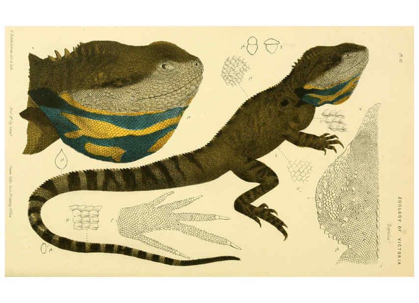 Reproducción/Reproduction 5998282339: Natural history of Victoria. Dec. 6-10 Melbourne,J.Ferres, government printer;1885-90