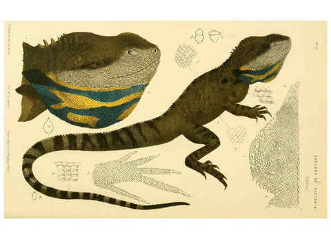Reproducción/Reproduction 5998282339: Natural history of Victoria. Dec. 6-10 Melbourne,J.Ferres, government printer;1885-90