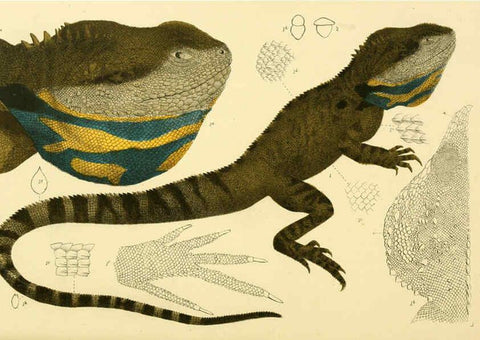 Reproducción/Reproduction 5998282339: Natural history of Victoria. Dec. 6-10 Melbourne,J.Ferres, government printer;1885-90