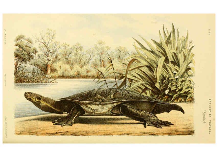 Reproducción/Reproduction 5998282775: Natural history of Victoria. Dec. 6-10 Melbourne,J.Ferres, government printer;1885-90