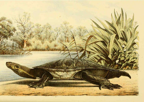 Reproducción/Reproduction 5998282775: Natural history of Victoria. Dec. 6-10 Melbourne,J.Ferres, government printer;1885-90