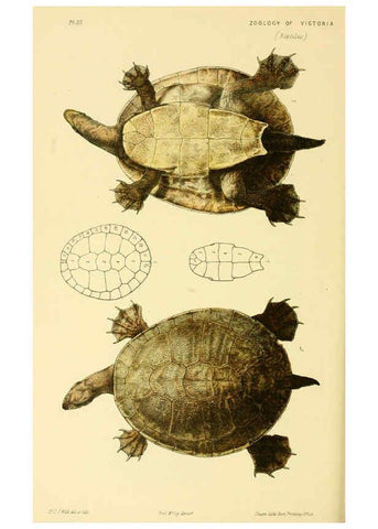 Reproducción/Reproduction 5998832018: Natural history of Victoria. Dec. 6-10 Melbourne,J.Ferres, government printer;1885-90
