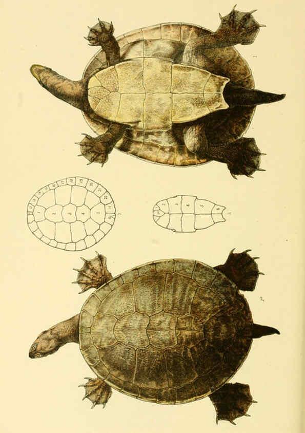 Reproducción/Reproduction 5998832018: Natural history of Victoria. Dec. 6-10 Melbourne,J.Ferres, government printer;1885-90