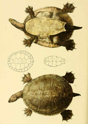 Reproducción/Reproduction 5998832018: Natural history of Victoria. Dec. 6-10 Melbourne,J.Ferres, government printer;1885-90