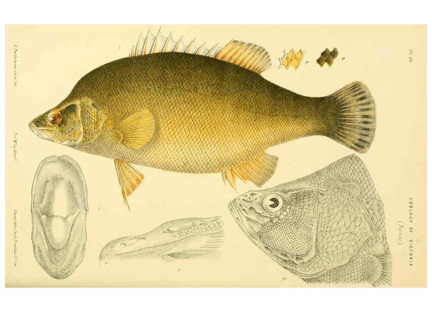 Reproducción/Reproduction 5998285793: Natural history of Victoria. Dec. 6-10 Melbourne,J.Ferres, government printer;1885-90