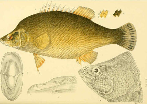 Reproducción/Reproduction 5998285793: Natural history of Victoria. Dec. 6-10 Melbourne,J.Ferres, government printer;1885-90