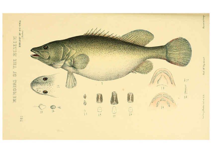 Reproducción/Reproduction 5998286149: Natural history of Victoria. Dec. 6-10 Melbourne,J.Ferres, government printer;1885-90