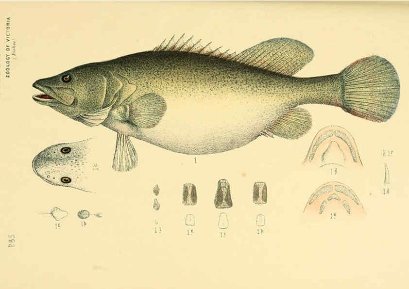 Reproducción/Reproduction 5998286149: Natural history of Victoria. Dec. 6-10 Melbourne,J.Ferres, government printer;1885-90