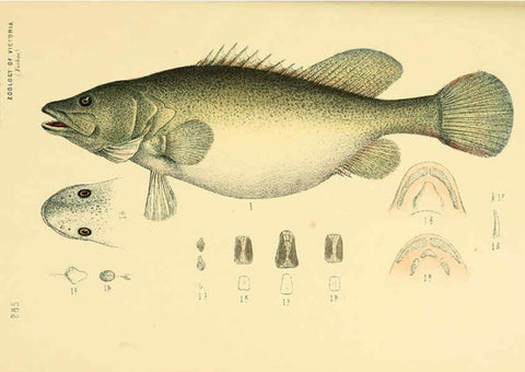 Reproducción/Reproduction 5998286149: Natural history of Victoria. Dec. 6-10 Melbourne,J.Ferres, government printer;1885-90