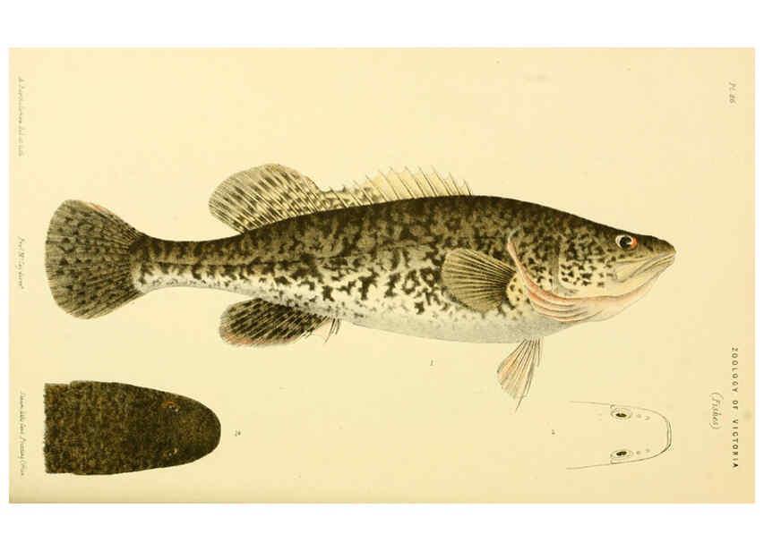 Reproducción/Reproduction 5998286699: Natural history of Victoria. Dec. 6-10 Melbourne,J.Ferres, government printer;1885-90