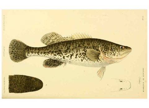 Reproducción/Reproduction 5998286699: Natural history of Victoria. Dec. 6-10 Melbourne,J.Ferres, government printer;1885-90