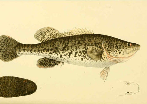 Reproducción/Reproduction 5998286699: Natural history of Victoria. Dec. 6-10 Melbourne,J.Ferres, government printer;1885-90
