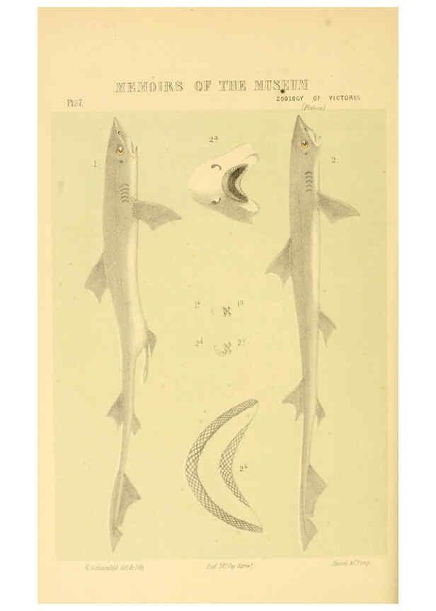 Reproducción/Reproduction 5998287225: Natural history of Victoria. Dec. 6-10 Melbourne,J.Ferres, government printer;1885-90