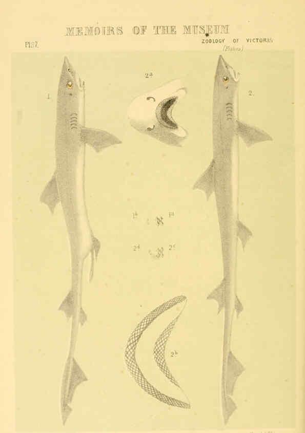 Reproducción/Reproduction 5998287225: Natural history of Victoria. Dec. 6-10 Melbourne,J.Ferres, government printer;1885-90