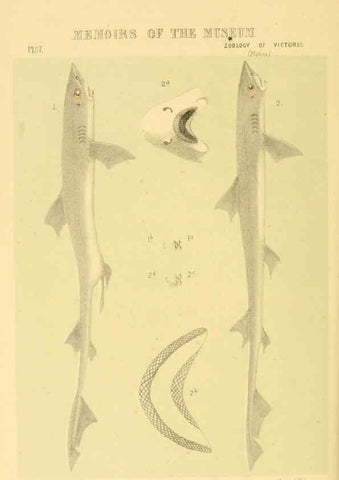 Reproducción/Reproduction 5998287225: Natural history of Victoria. Dec. 6-10 Melbourne,J.Ferres, government printer;1885-90