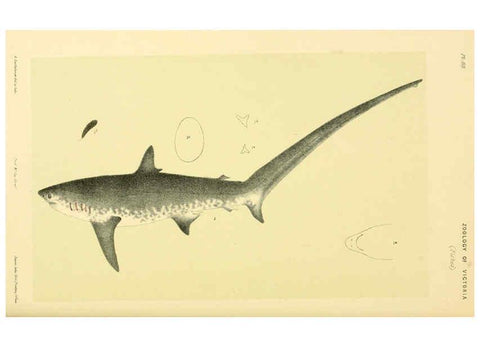 Reproducción/Reproduction 5998837010: Natural history of Victoria. Dec. 6-10 Melbourne,J.Ferres, government printer;1885-90