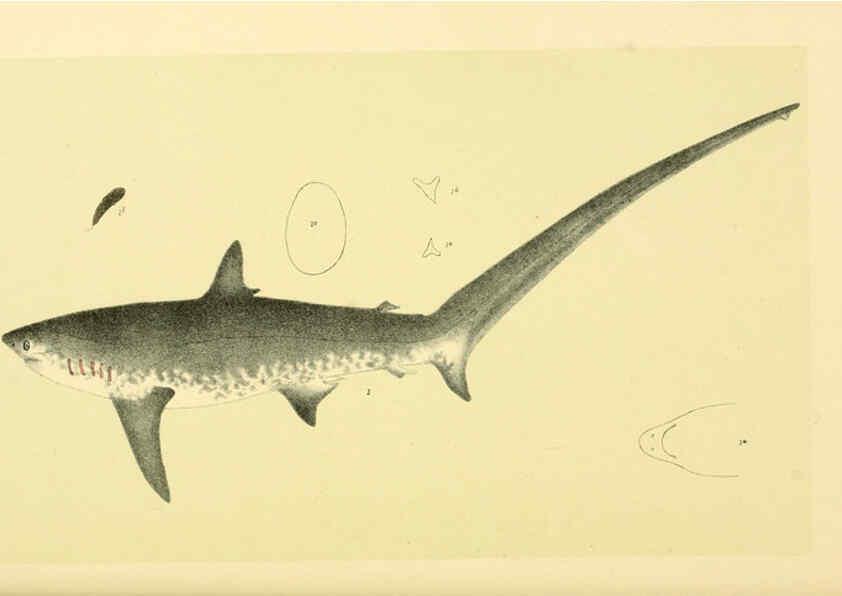 Reproducción/Reproduction 5998837010: Natural history of Victoria. Dec. 6-10 Melbourne,J.Ferres, government printer;1885-90