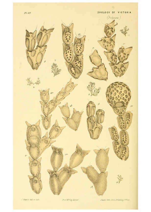 Reproducción/Reproduction 5998288669: Natural history of Victoria. Dec. 6-10 Melbourne,J.Ferres, government printer;1885-90